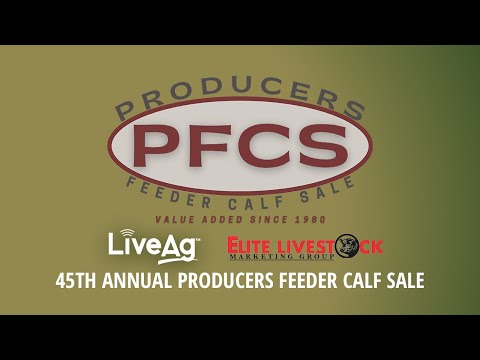 LIVE Cattle Auction – August 6 | 45th Annual Producers Feeder Calf Sale | Buy Livestock Online