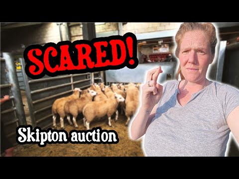 Auction Day: Nervous Farmer, Happy Result