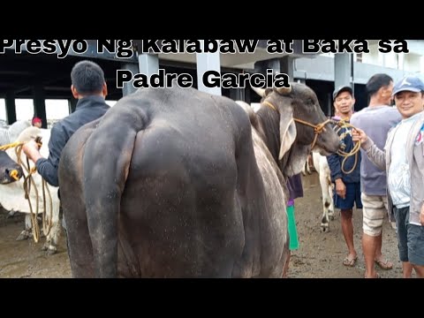 Price update Ng Kalabaw at Baka sa Padre Garcia Batangas