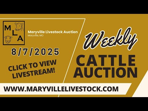 8/7/2025 – Cattle Auction – Maryville Livestock Auction