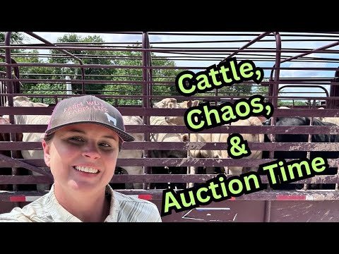 Cowboys, Chaos, & Cattle: Auction Day Roundup! #cattle #ranching #chaos