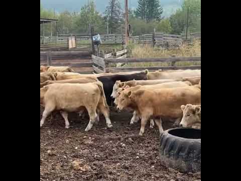 Fridlington Family Farms – 1070# September Delivery Grass Steers – 54 Head (Kersley, BC)