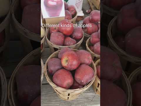 美國賓州農貿& 拍賣市場 A Market & Auction in Pennsylvania # Farm Market# Auction# 美國農貿市場# 美國拍賣市場