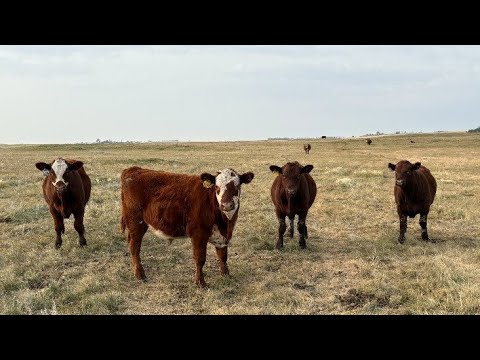 Jones Hereford Ranch – October Delivery Calves – (Balzac, AB)