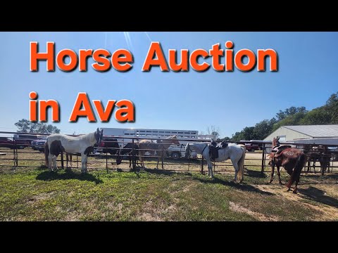 Horse Auction!