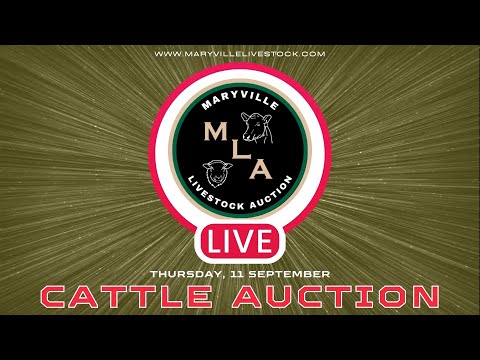 9/11/2025 – Cattle Auction – Maryville Livestock Auction