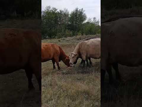 Donna & Owen Weekes – 7 Cow/Calf Pairs (Biggar, SK)