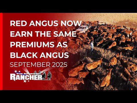 Red Angus Association | Sustainable Beef  | The American Rancher 9-15-25