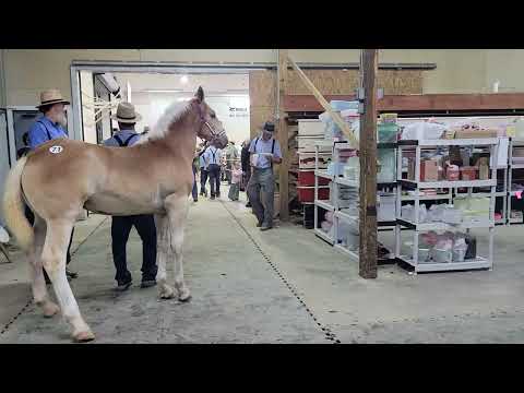 Southern Indiana Draft Horse Auction Day 2.