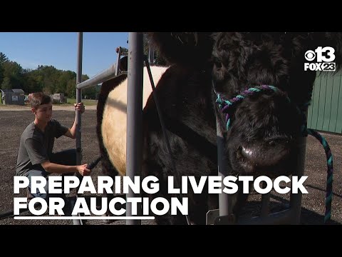 Young farmer showcases hard work at Cumberland Fair animal auctions