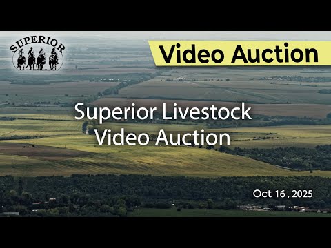 Superior Livestock Auction – 10/16/2025