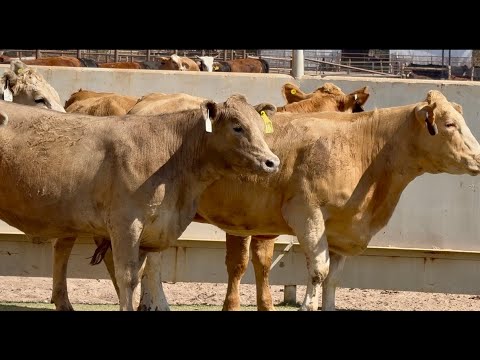 J&J Cattle Co: Bred Replacement Heifer Online Auction