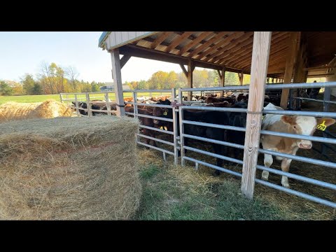 A trip to the fall cattle auction and more time spent in the farm shop…