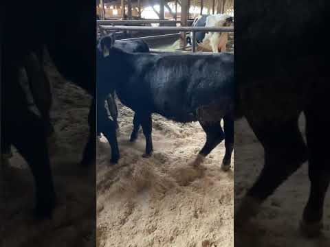 Iberg Farms Ltd. – 575# Angus/Holstein Steers & Heifers – 12 Head (Langley, BC)